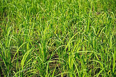 《守望先锋2》官宣联动《高达W》 4月29日内容上线