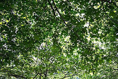 《浪人崛起》Steam版丢存档 忍者组确认正在调查中